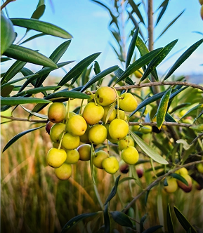 Enon Heights Olives