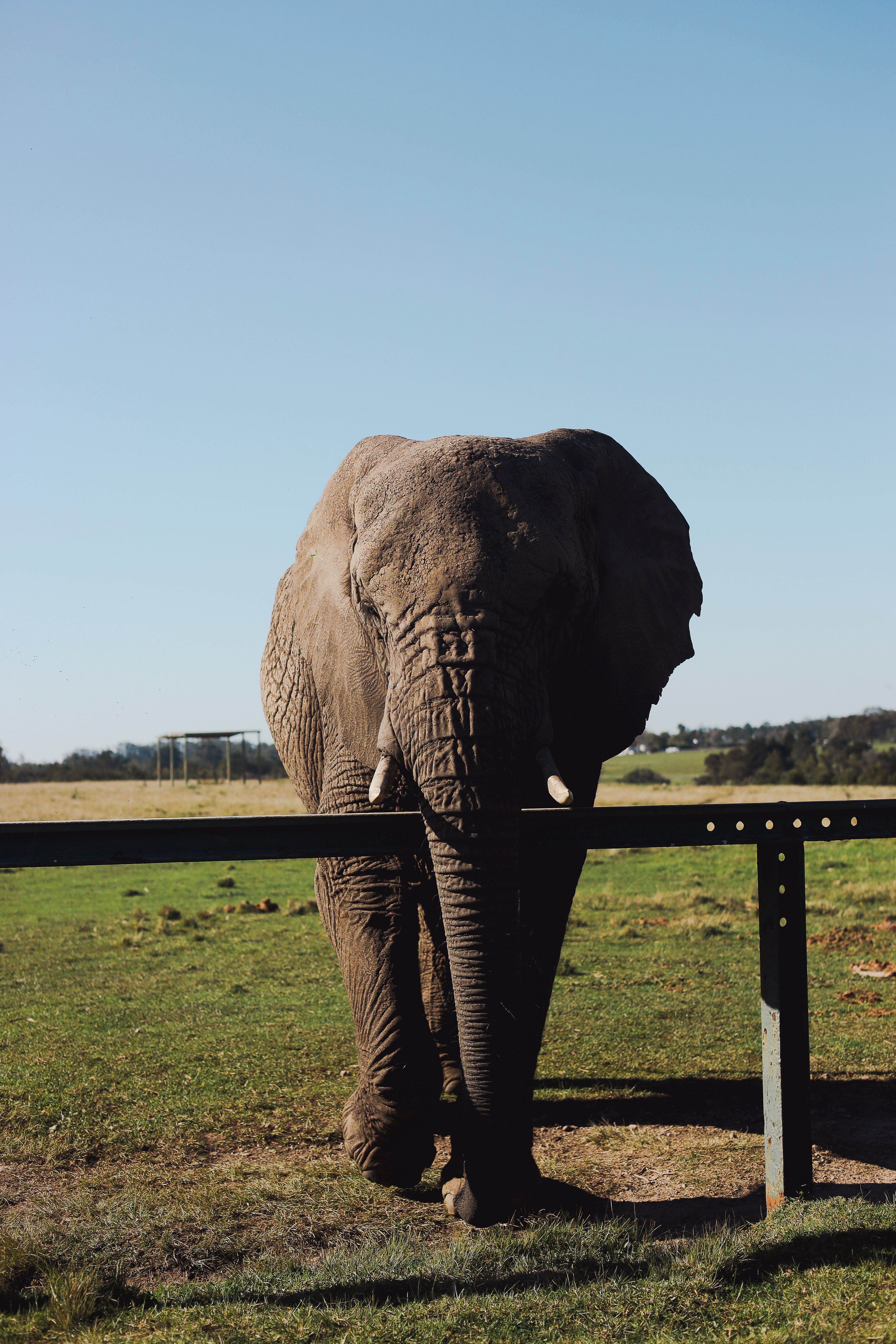 Knysna Elephants