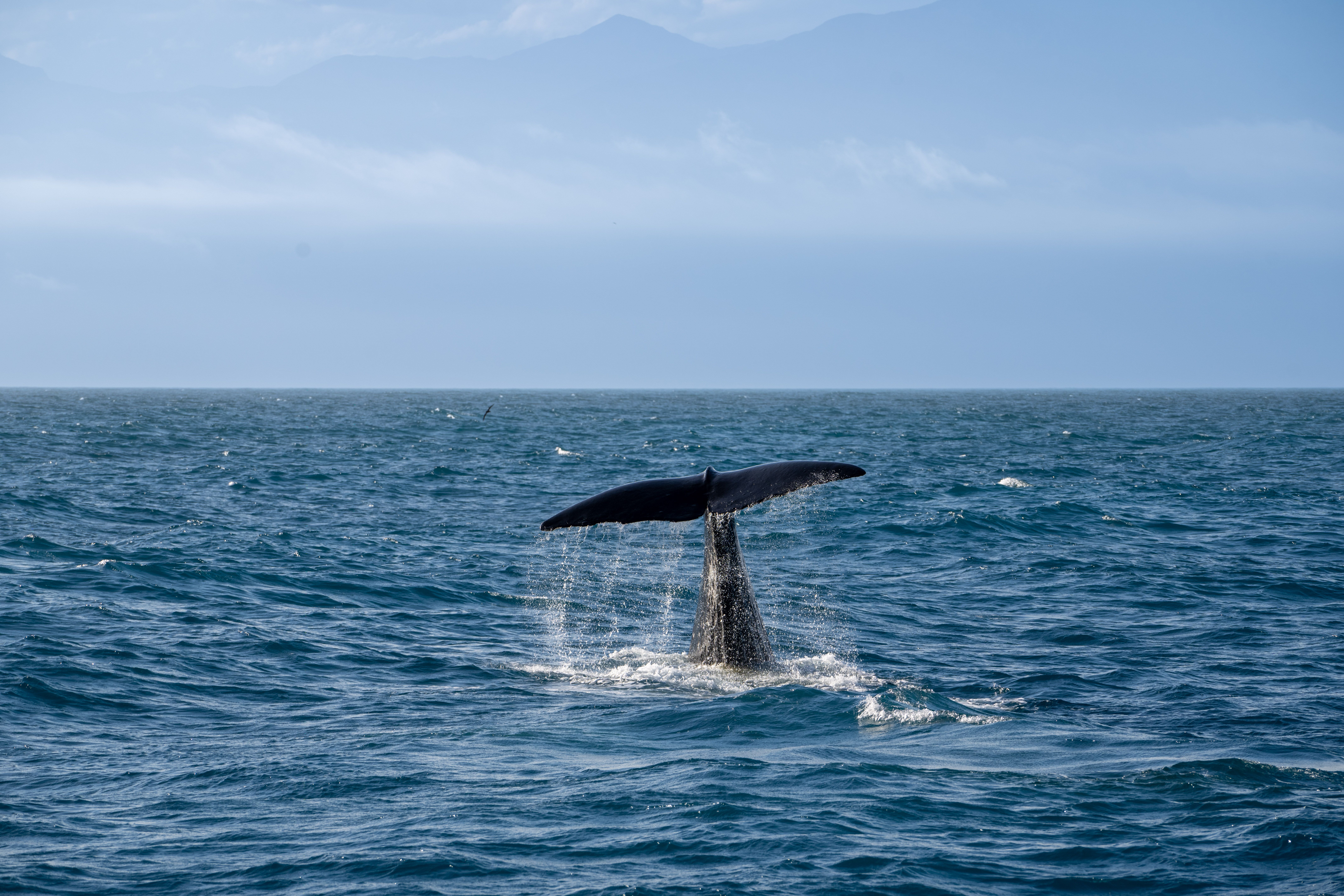 Knysna Whale